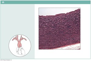 Elastic connective tissue in aorta