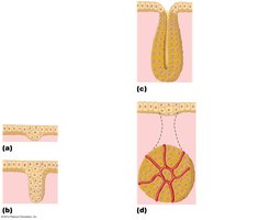 Formation of endocrine and exocrine glands from epithelial sheets
