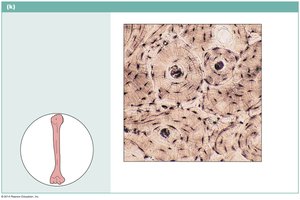 Bone tissue cross-section