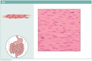 Smooth muscle tissue