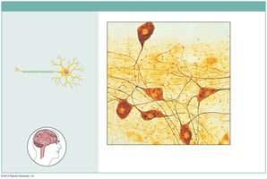 Nervous tissue with neurons and supporting cells