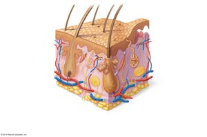 Skin structure with epidermis, dermis, and hypodermis