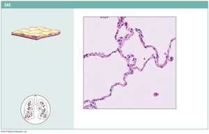 Simple squamous epithelium in alveolar walls