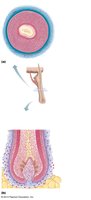 Structure of a hair and hair follicle