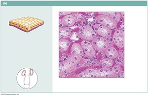 Simple cuboidal epithelium in kidney tubules