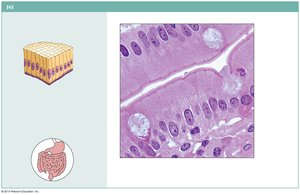 Simple columnar epithelium with goblet cells