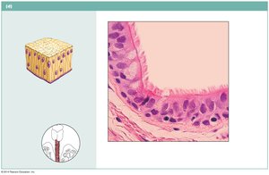 Pseudostratified ciliated columnar epithelium in trachea