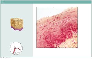 Stratified squamous epithelium in esophagus