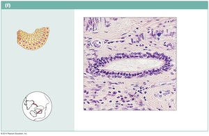 Stratified cuboidal epithelium in salivary gland duct