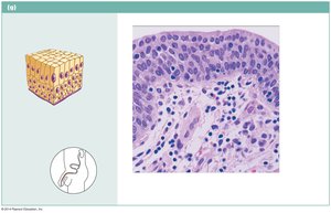 Stratified columnar epithelium in male urethra
