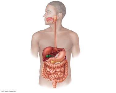 Diagram of the human digestive system showing the alimentary canal and accessory organs