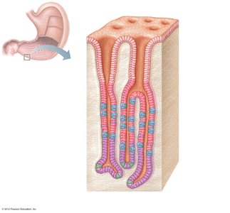 Section of stomach mucosa showing gastric pits and gland cells