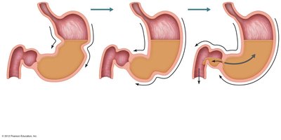 Diagram showing peristalsis, grinding, and retropulsion in the stomach
