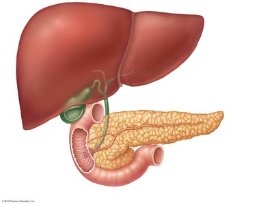 Diagram of bile and pancreatic ducts entering the duodenum