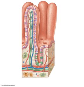 Section of small intestine showing villi and blood/lymphatic vessels