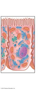 Microvilli (brush border) on absorptive cells of the small intestine