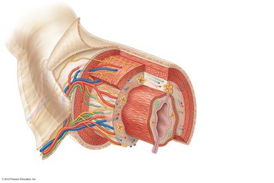Cross-section of the alimentary canal showing mucosa, submucosa, muscularis externa, and serosa