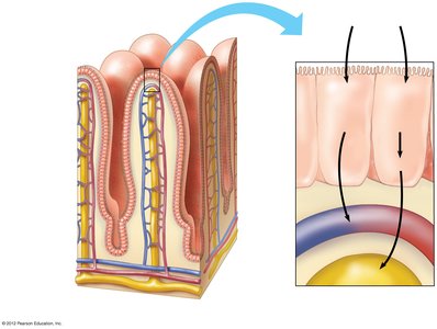 Diagram showing nutrient absorption in the villi of the small intestine