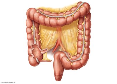 Diagram of the large intestine showing subdivisions and anatomical features