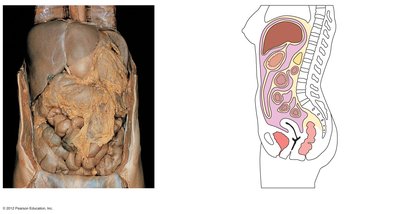 Photograph and diagram of abdominal mesenteries and peritoneal cavity