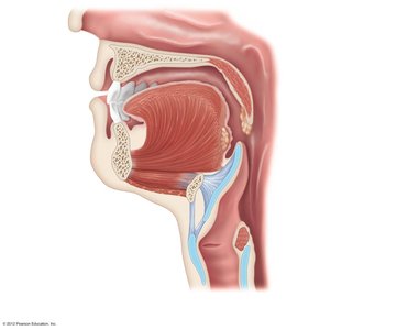 Sagittal section of the oral cavity showing tongue, palate, and pharynx