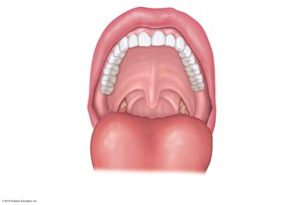 View of the mouth showing teeth, tongue, and palate
