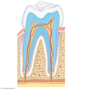 Longitudinal section of a tooth showing enamel, dentin, pulp cavity, and root canal