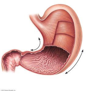 Anatomy of the stomach showing regions, sphincters, and rugae