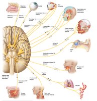 Overview of cranial nerves and their distribution
