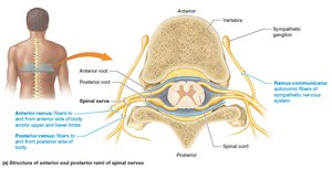 Structure of anterior and posterior rami of spinal nerves