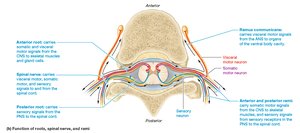Function of roots, spinal nerves, and rami