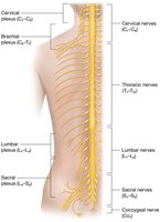 Overview of spinal nerves and plexuses