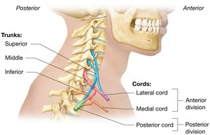 Brachial plexus overview