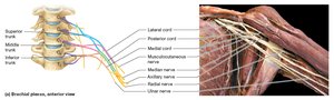 Brachial plexus, anterior view
