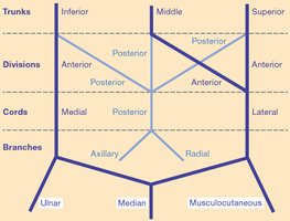 Schematic of brachial plexus organization