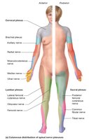 Cutaneous distribution of spinal nerve plexuses