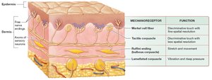 Mechanoreceptors in the skin