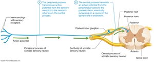 Somatic sensory neuron structure and function