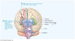 Control of movement by the nervous system