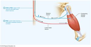 Control of movement by the nervous system (continued)