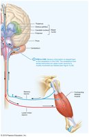 Control of movement by the nervous system (continued)