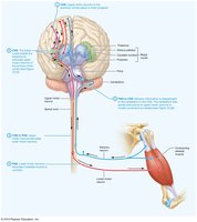 Control of movement by the nervous system (continued)
