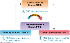 Reflex arc overview