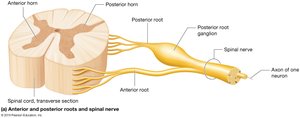 Structure of roots and spinal nerves