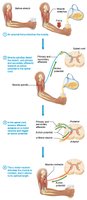 Simple stretch reflex