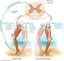 Flexion and crossed-extension reflexes