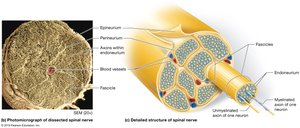 Detailed structure of spinal nerve and fascicles