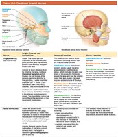 Table of mixed cranial nerves