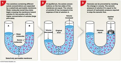 Osmosis and osmotic pressure diagram