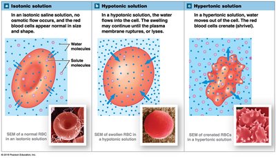 Effects of isotonic, hypotonic, and hypertonic solutions on red blood cells